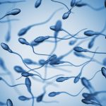 Wie lange überleben Spermien im Hoden?